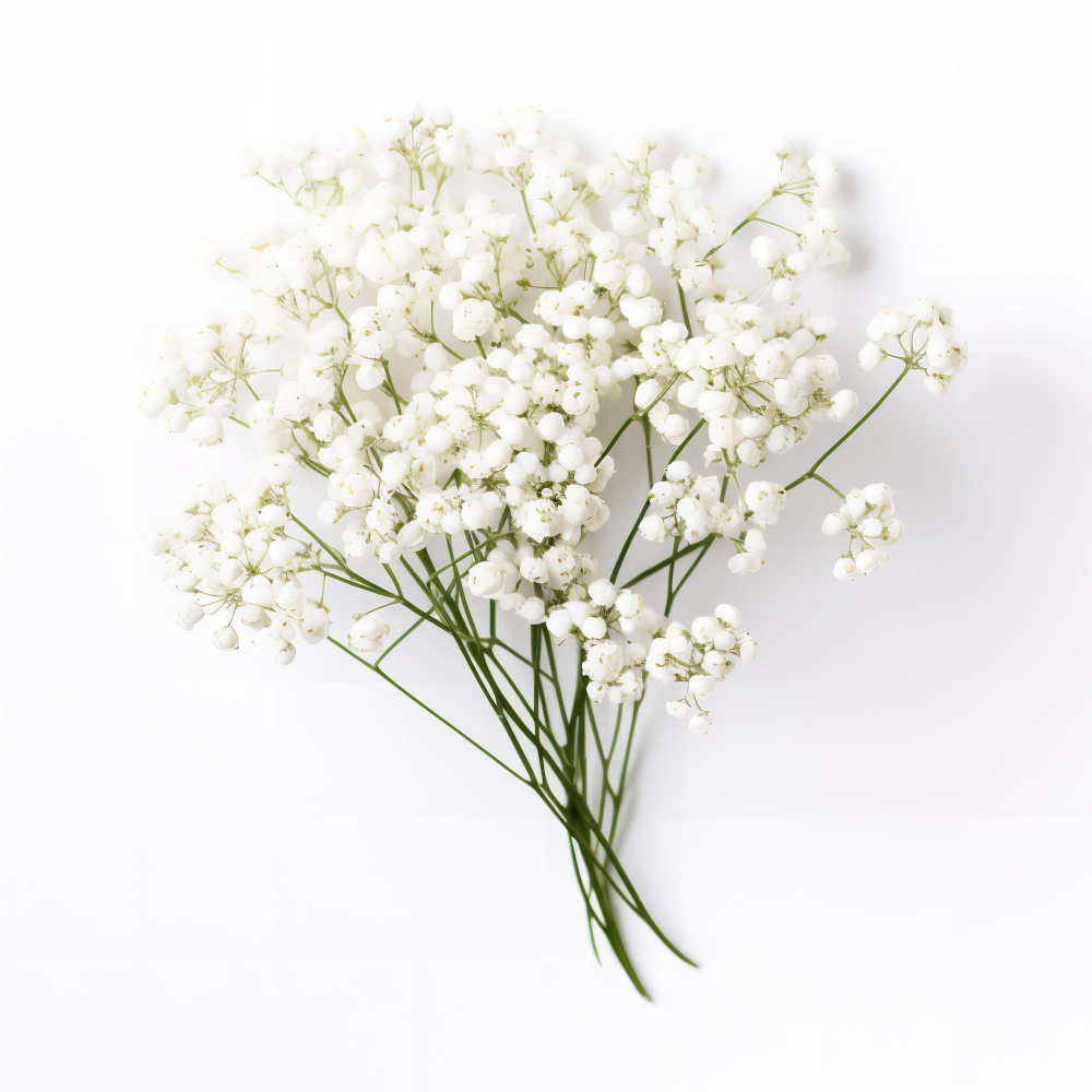 Gypsophila (Baby's Breath)
